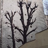 arbres_13